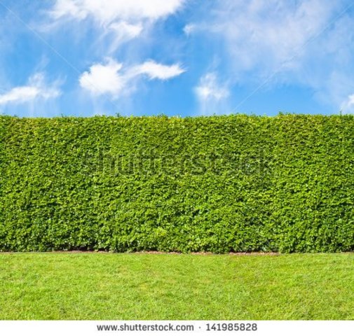 hedge