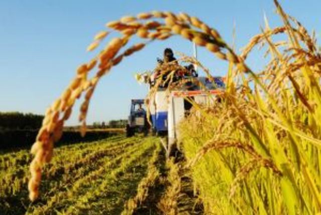 Banco Nacional Agropecuario