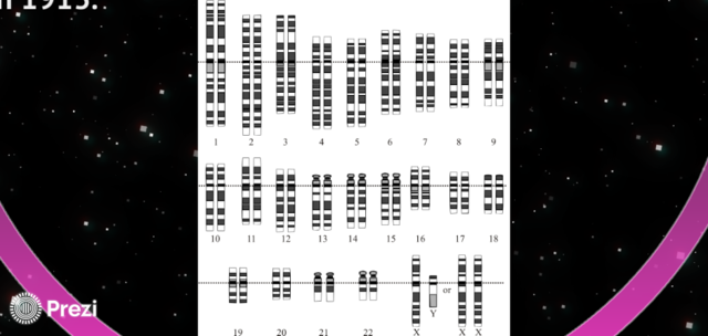 Albert Sturtevant hace el primer mapa cromosómico