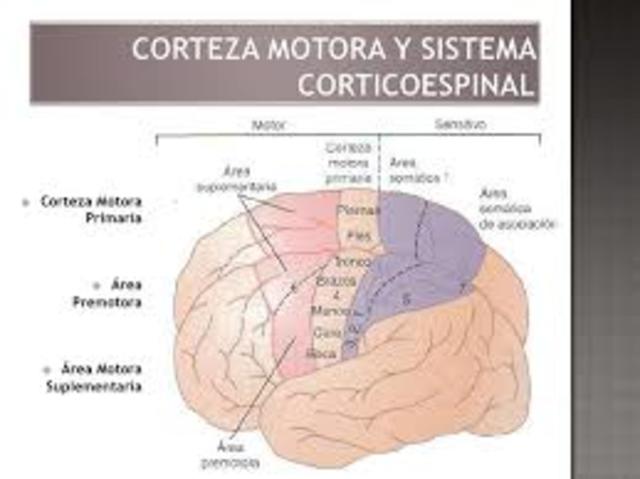 Franja motora humana (o corteza motora)