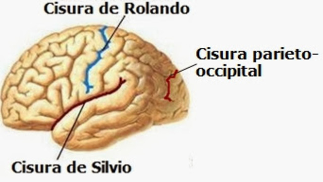 Regiones sensoriales y motrices