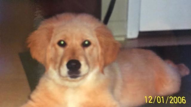 Grandpa buys me a puppy