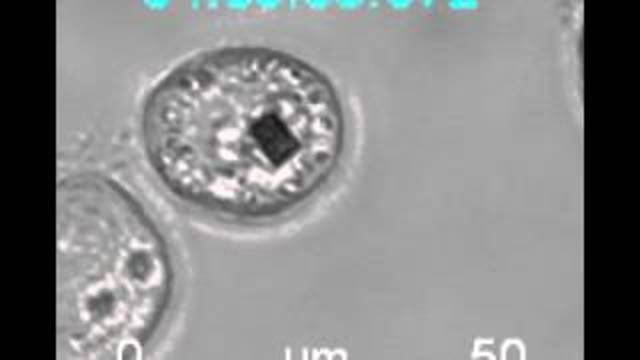 Nanochip dentro de células vivas para medir presión intracelular