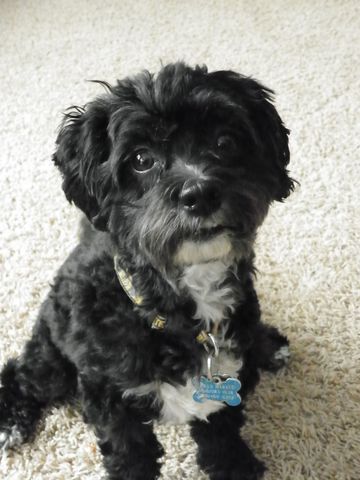 The Markus Family gets their third dog!