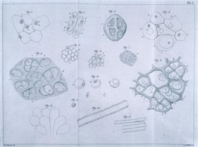 Theodor Schwann (1810-1882)