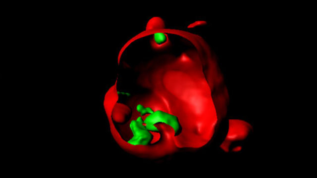 Nanocápsulas de virus.