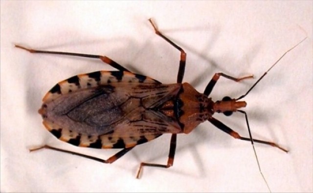 ENFERMEDAD DE CHAGAS