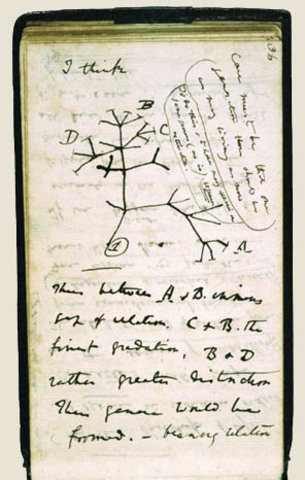 TRANSMUTACIÓN DE LAS ESPECIES