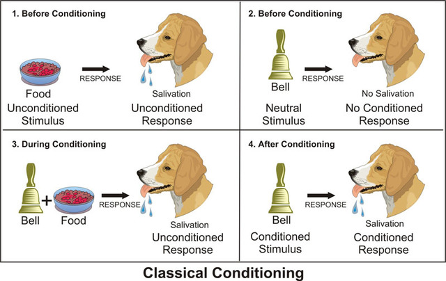 Classical Conditioning