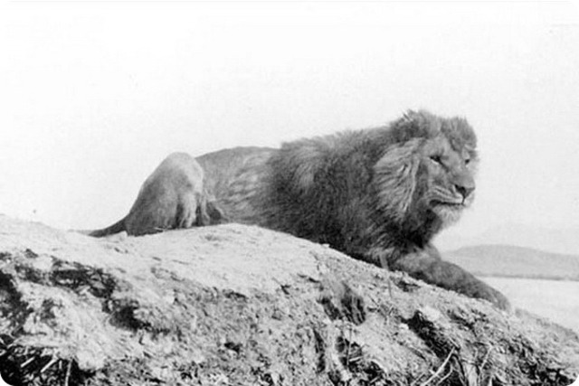Barbary lion