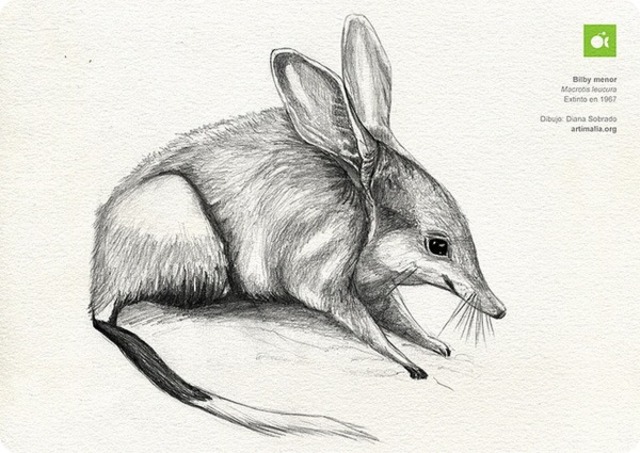 Small greater bilby