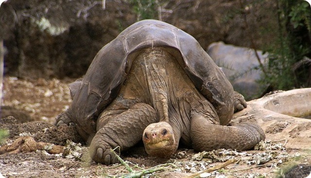 Abingdonskaya Galápagos tortoise