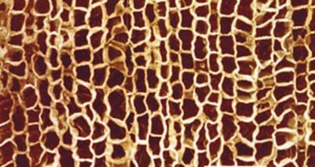 Robert Hooke Discovers the Cell