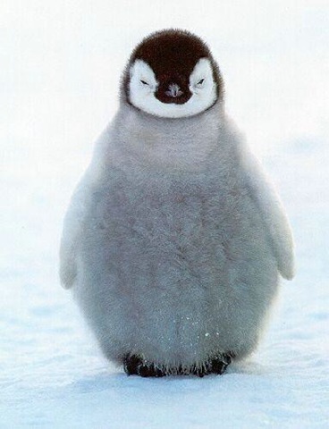 Linux сегодня