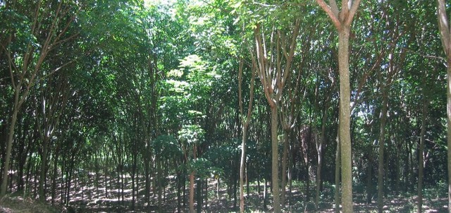 Árbol de caucho brasileño