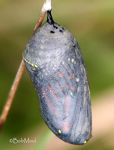 The Chrysalis (Pupa)