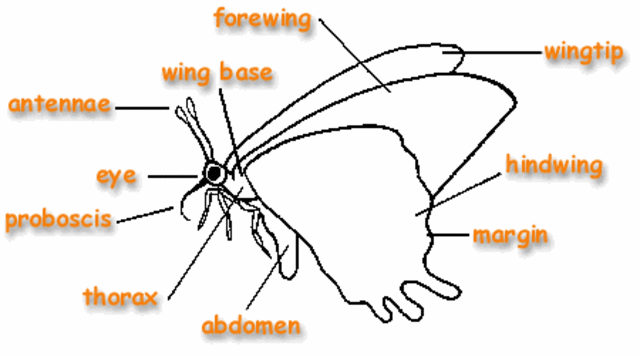 Butterfly Anatomy
