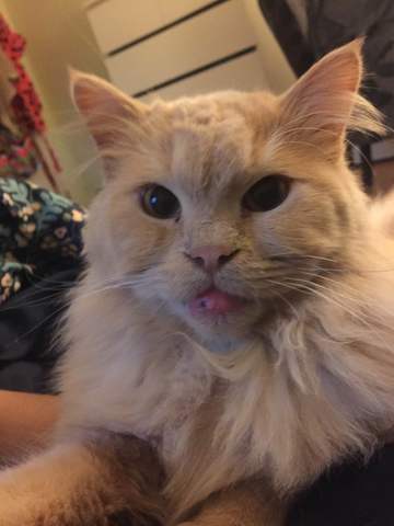 Yo recibí mi gato primero