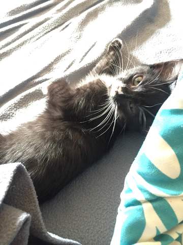 Yo recibí el gato segunda