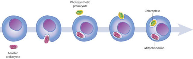 The Origin of Organelles In a Cell