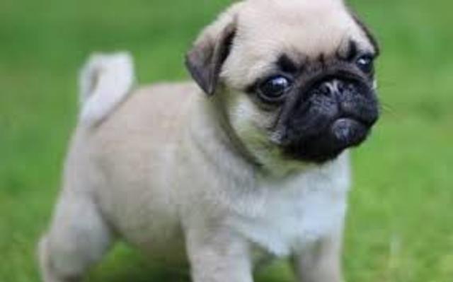 Short Term Goal Getting a Dog