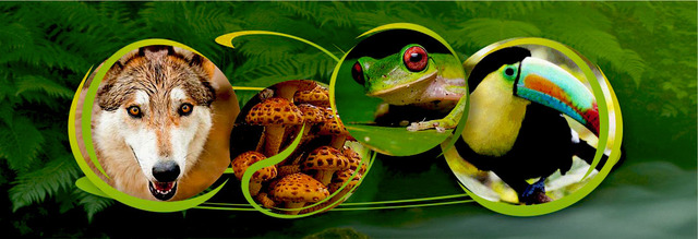 Adopción de la Convención de la PyP por 16 países.