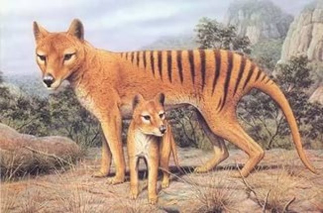 thylacine