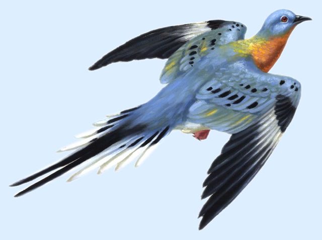 passenger pigeon