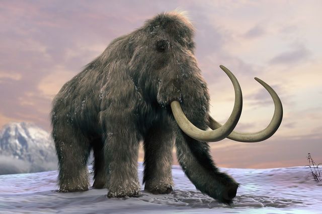 wooly mammoth
