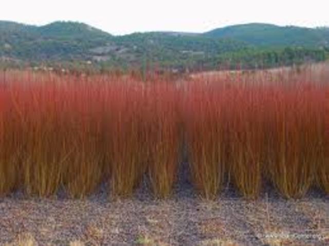 Cultivo de mimbre