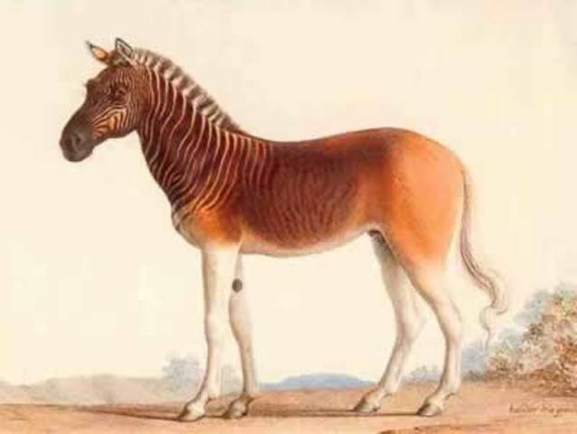 Quagga