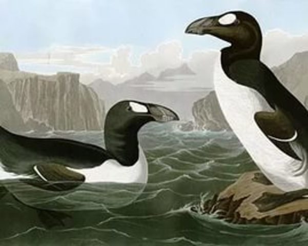 Great Auk