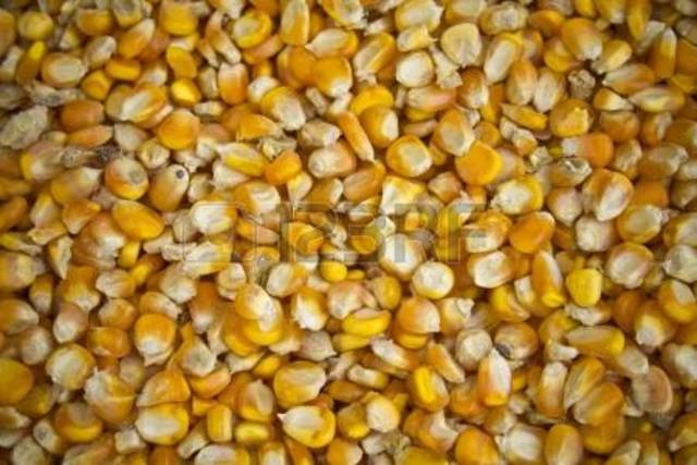 Hybrd seed corn marketed