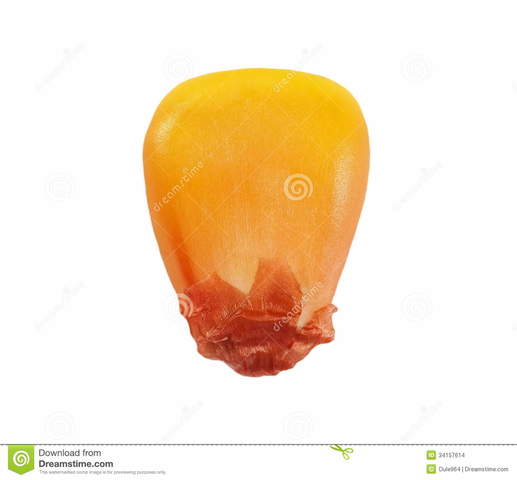 Hybrid seed corn marketed