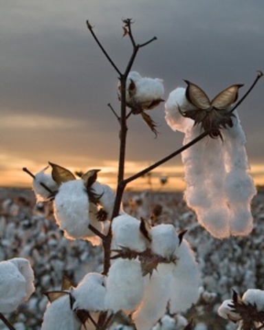 Cultivo de algodón