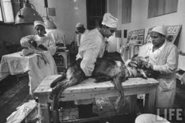 Artificial Heart on a dog