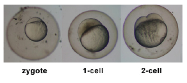 Start of Period of Zygote