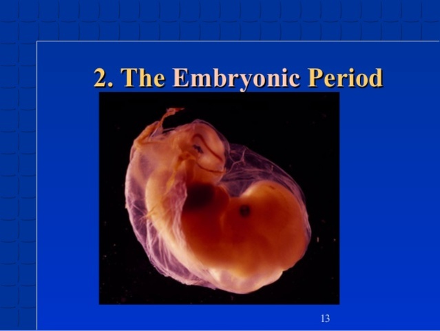 Start of the Period of Embryo