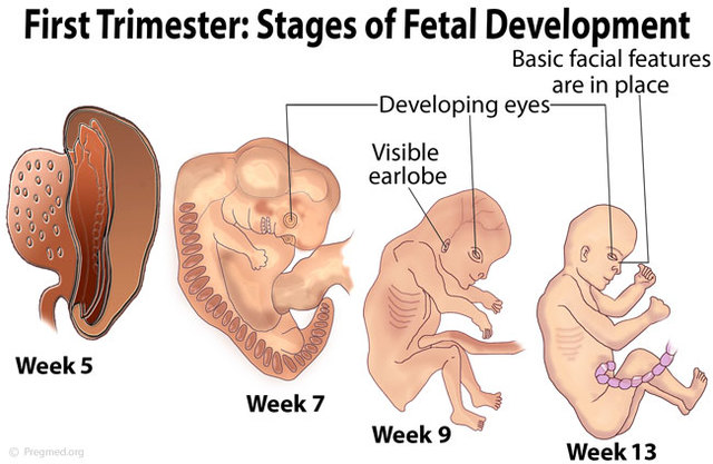 Start of First Trimester