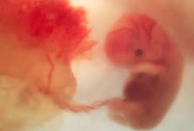 End of the Period of Embryo