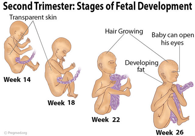 Start of Second Trimester