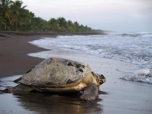 Parque Nacional Tortuguero-Bosque Perennifolio