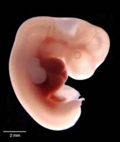 Period of embryo