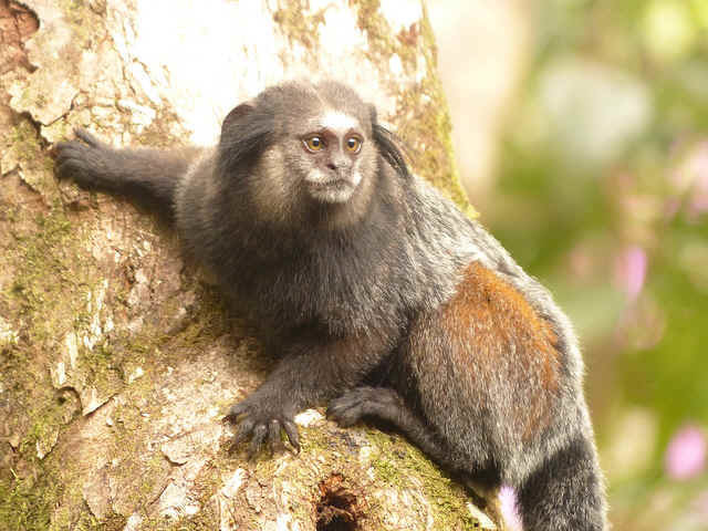 Bahia and Pernambuco, South America