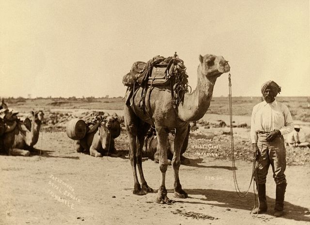 Afghan Camelers