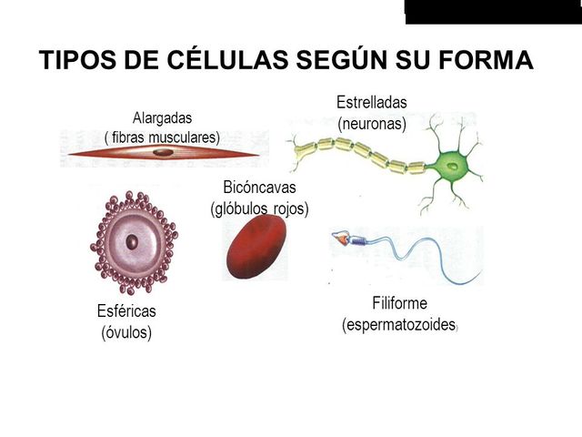 Robert Hooke  y Antoni Van Leuwenhoek