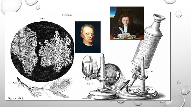 ROBERT HOOKE