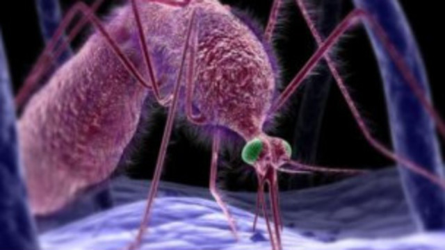 Descubrimiento del ciclo de vida del parásito de la Malaria