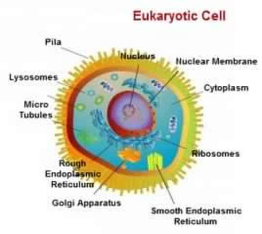 Eukaryotes Divide