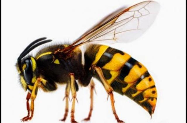 Descubren que el veneno de avispa brasileña mata células cancerígenas